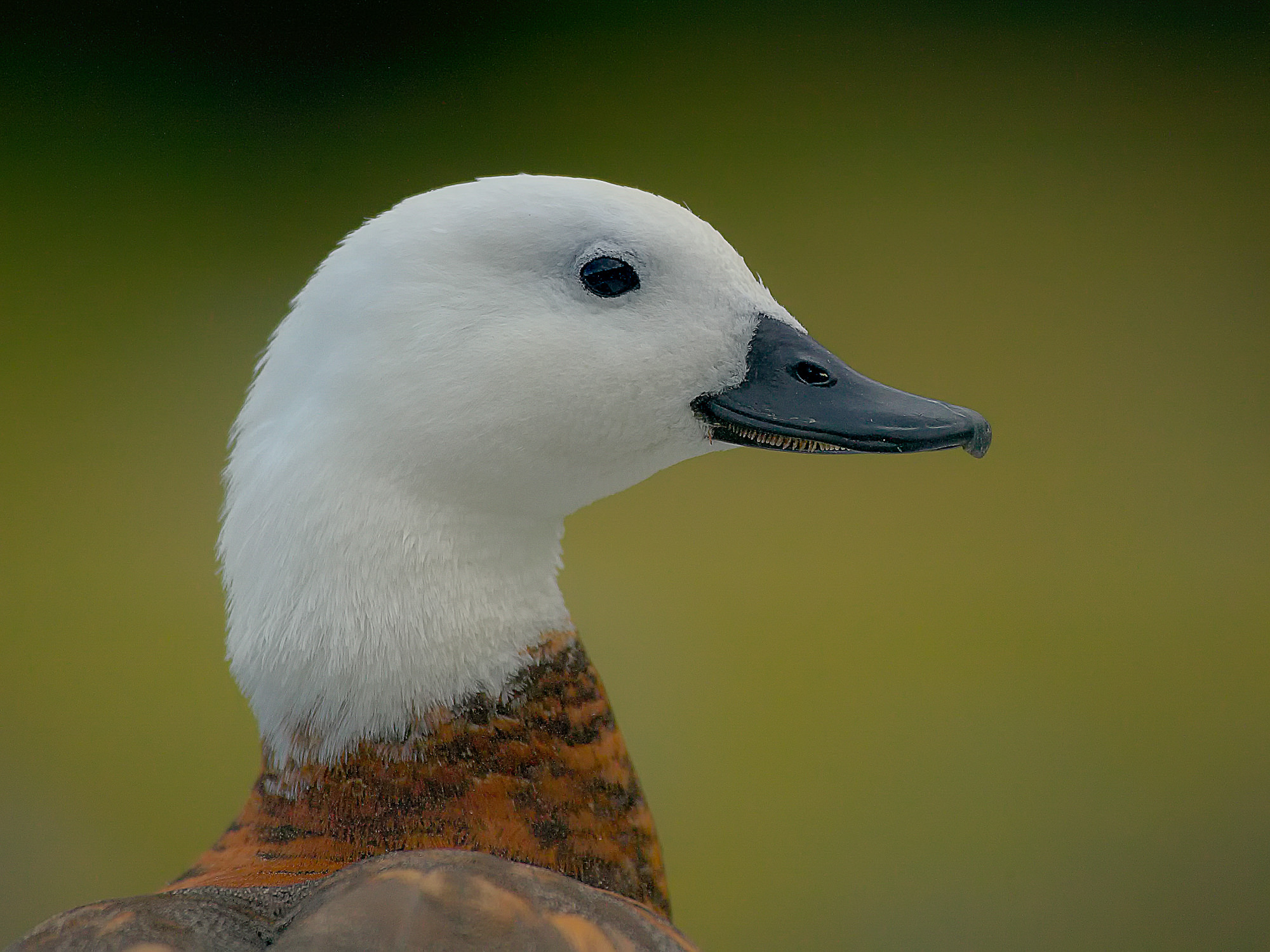 Schellente (Henne), Neuseeland